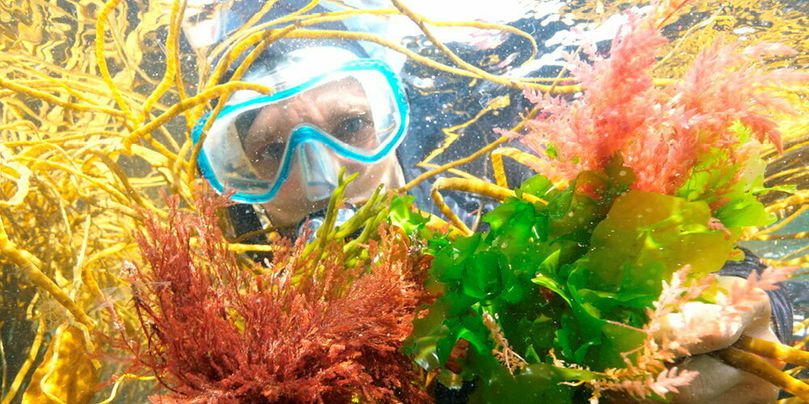 Les fonds marins ouvrent de nouvelles perspectives de soins.
