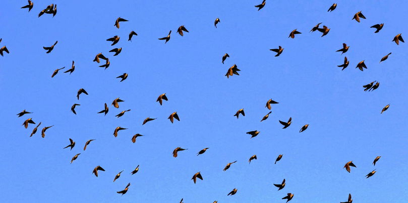 Les étourneaux, ici dans le ciel allemand, appartiennent à la famille des Passériformes, l'ordre le plus touché par les chaleurs extrêmes.
