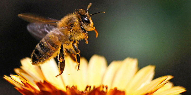L’objectif de ces minuscules robots n’est pas de se substituer aux abeilles, mais plutôt de pallier leur absence dans des endroits qui leur sont hostiles (photo d'illustration).
